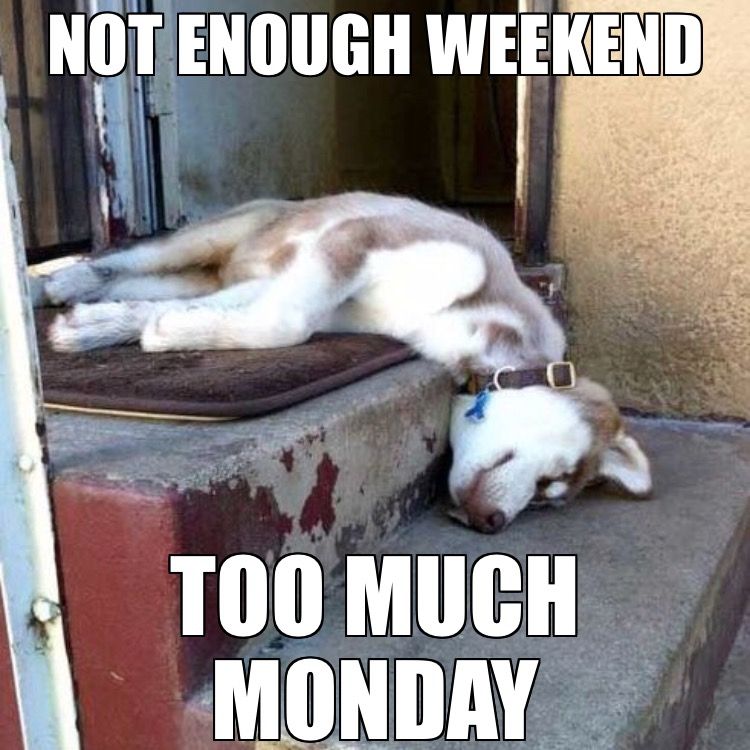 Monday Dog Memes