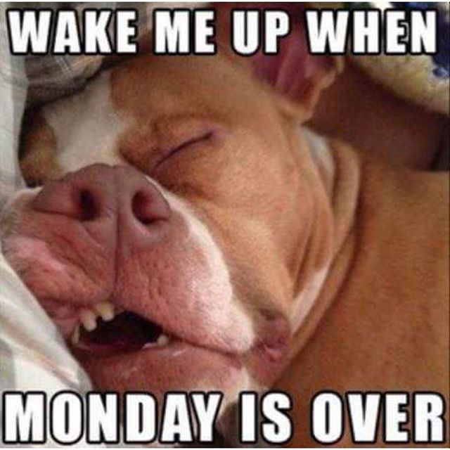 Monday Dog Memes